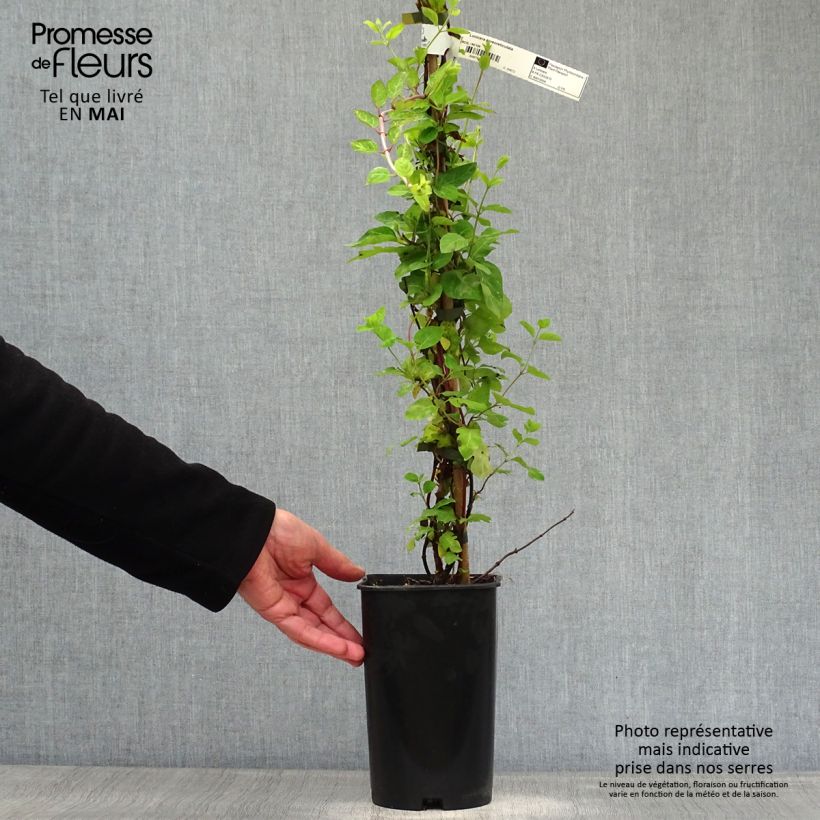 Lonicera japonica Aureoreticulata - Caprifoglio giapponese Vaso da 2L/3L esemplare consegnato in primavera