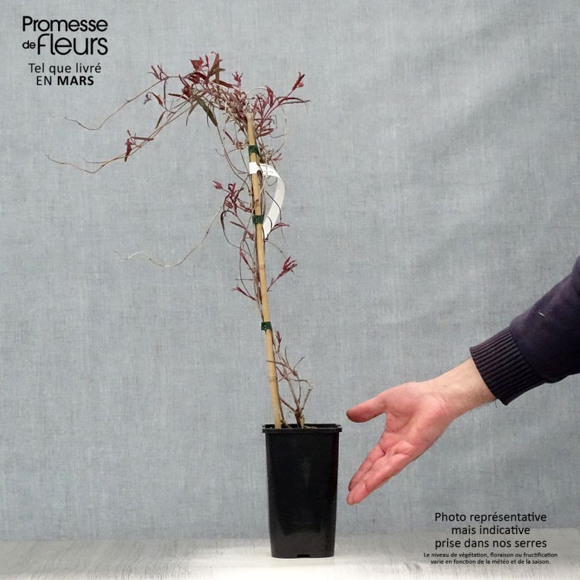 Lonicera sempervirens Cedar Lane - Caprifoglio di Virginia Vaso da 1,5L/2L esemplare consegnato in primavera