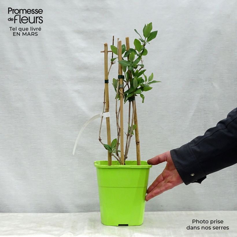 Lonicera periclymenum Scentsation - Caprifoglio atlantico Vaso da 3L/4L esemplare consegnato in primavera