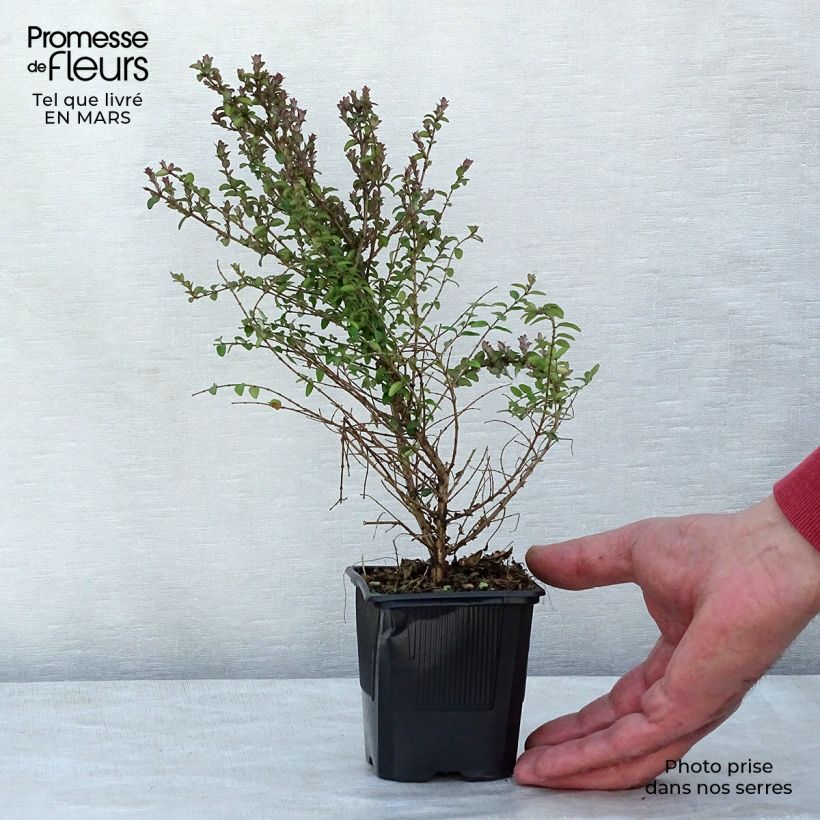 Lonicera nitida Ernest Wilson Vasetto da 8/9 cm esemplare consegnato in primavera