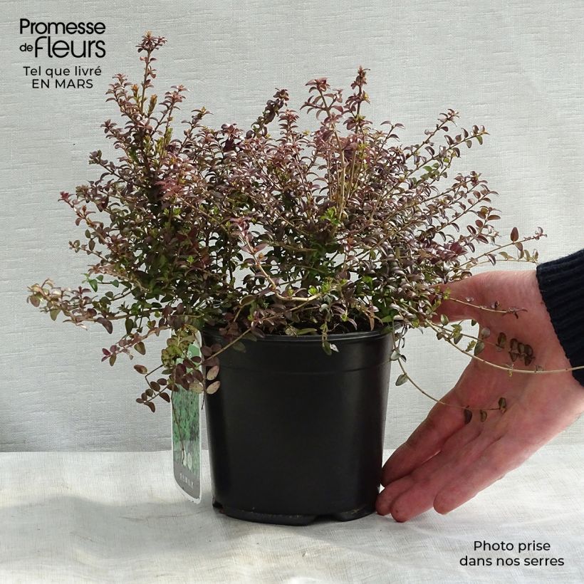 Lonicera nitida Ernest Wilson Vaso da 1L/1,5L esemplare consegnato in primavera