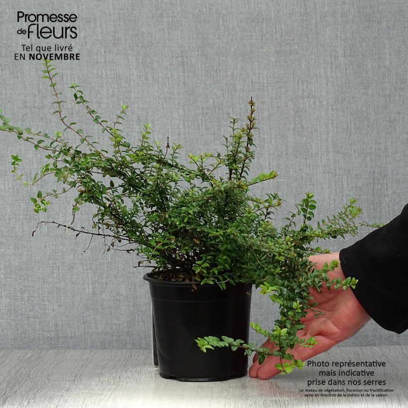 Esemplare di Lonicera nitida Ernest Wilson Vaso da 1L/1,5L come consegnato in autunno