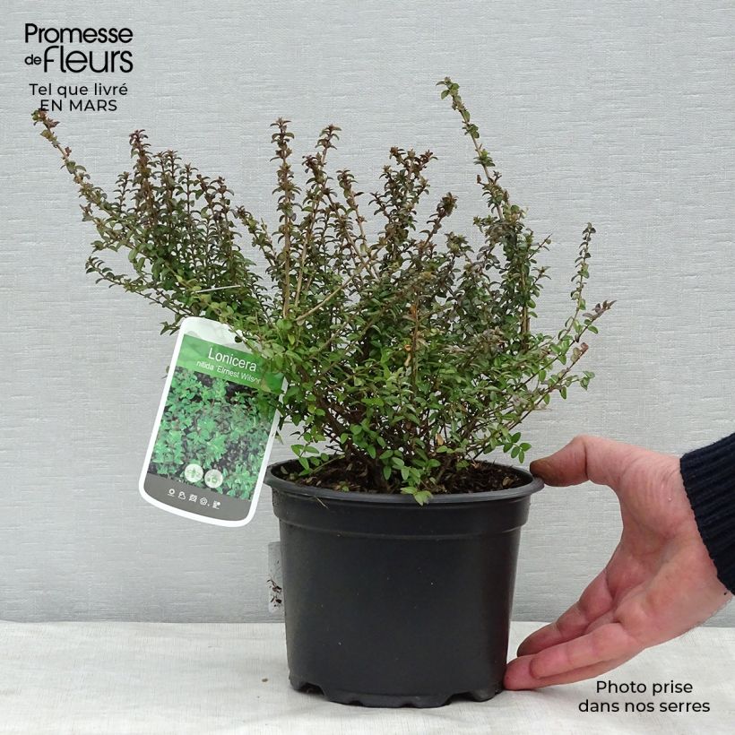 Lonicera nitida Ernest Wilson Vaso da 2L/3L esemplare consegnato in primavera