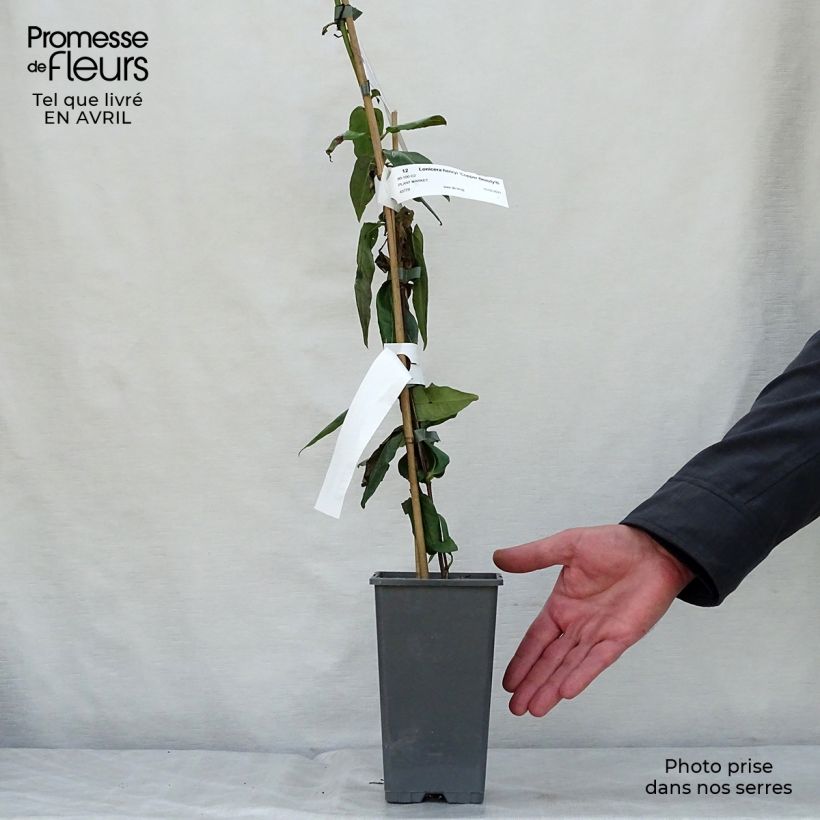 Lonicera henryi Copper Beauty - Caprifoglio Vaso da 2L/3L esemplare consegnato in primavera