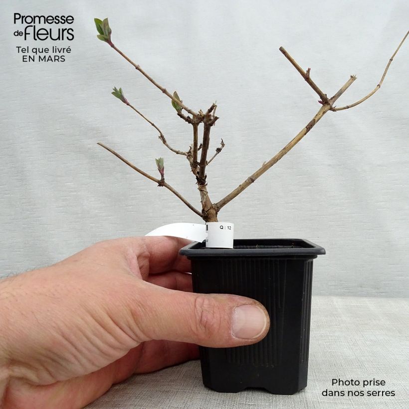 Example of Lonicera periclymenum Graham thomas - Caprifoglio atlantico Vasetto da 8/9 cm as you get in printemps