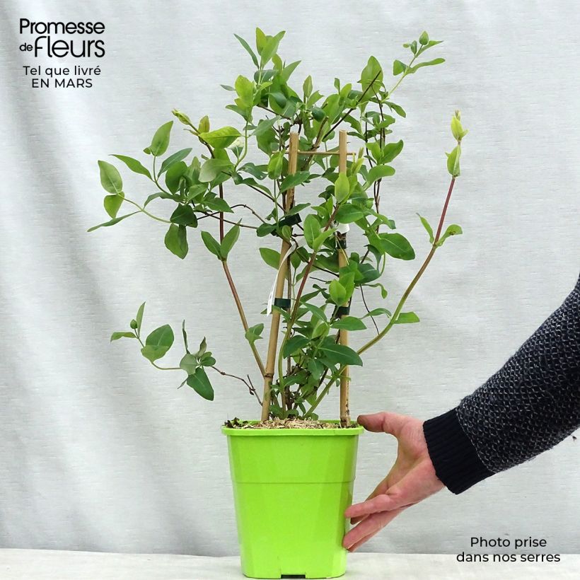 Lonicera japonica Sweet Isabel - Caprifoglio giapponese Vaso da 3L/4L esemplare consegnato in primavera