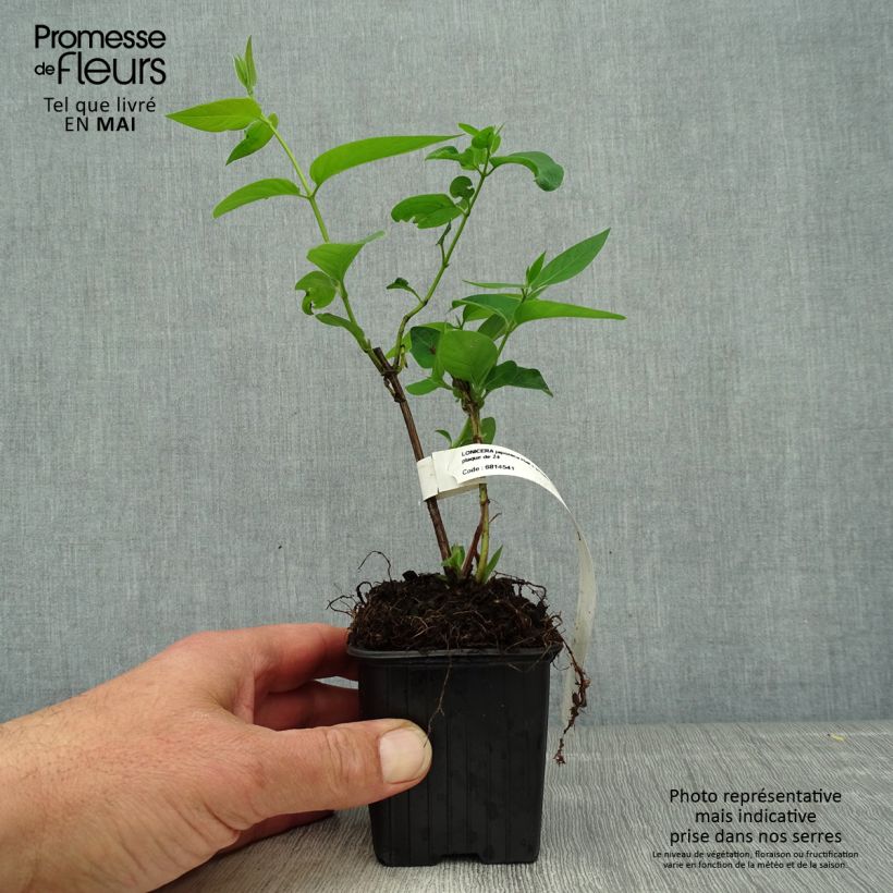 Lonicera japonica Hall's Prolific - Caprifoglio giapponese Vasetto da 8/9 cm esemplare consegnato in primavera