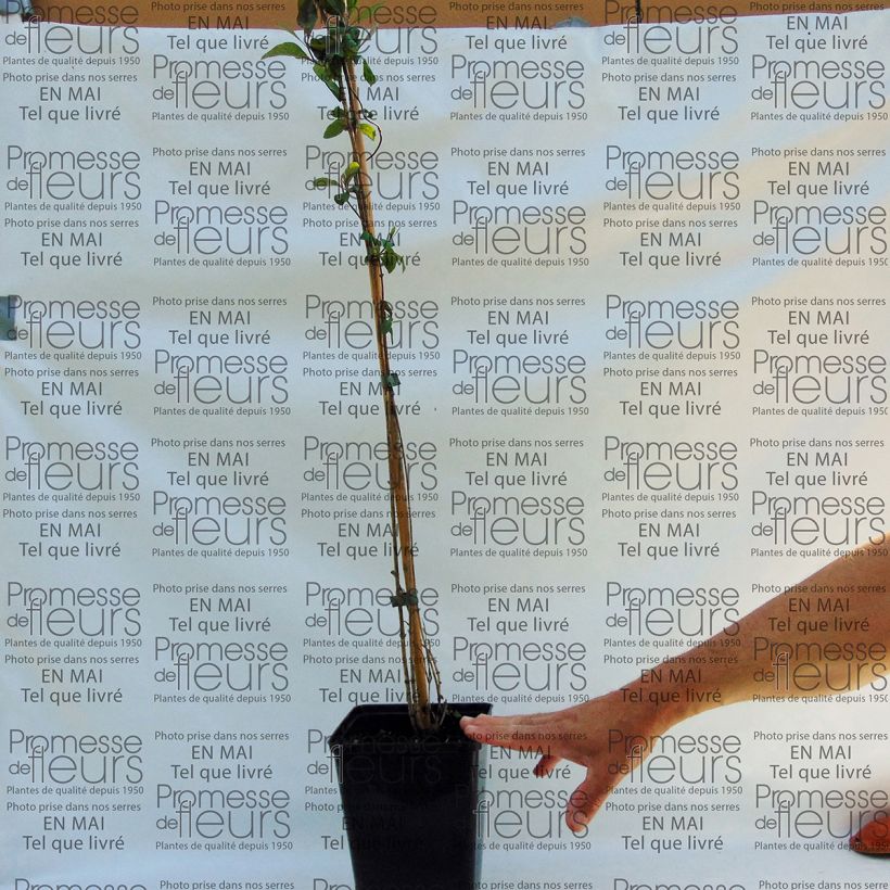 Example of Lonicera periclymenum Fragrant Cloud - Caprifoglio atlantico Vaso da 3L/4L as you get