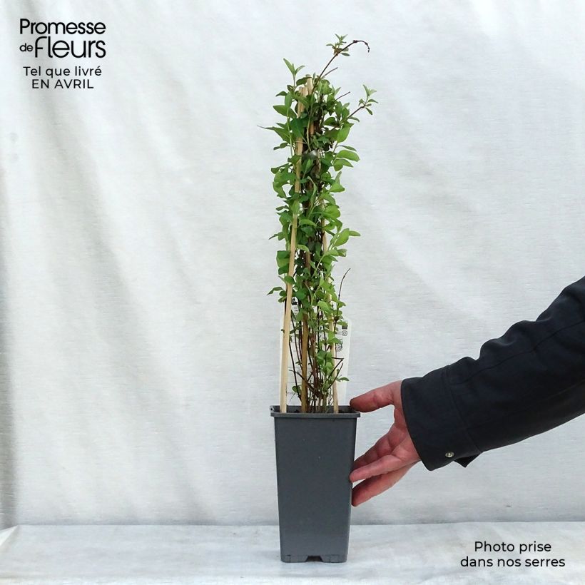 Lonicera heckrottii Gold Flame - Caprifoglio heckrottii Vaso da 2L/3L esemplare consegnato in primavera