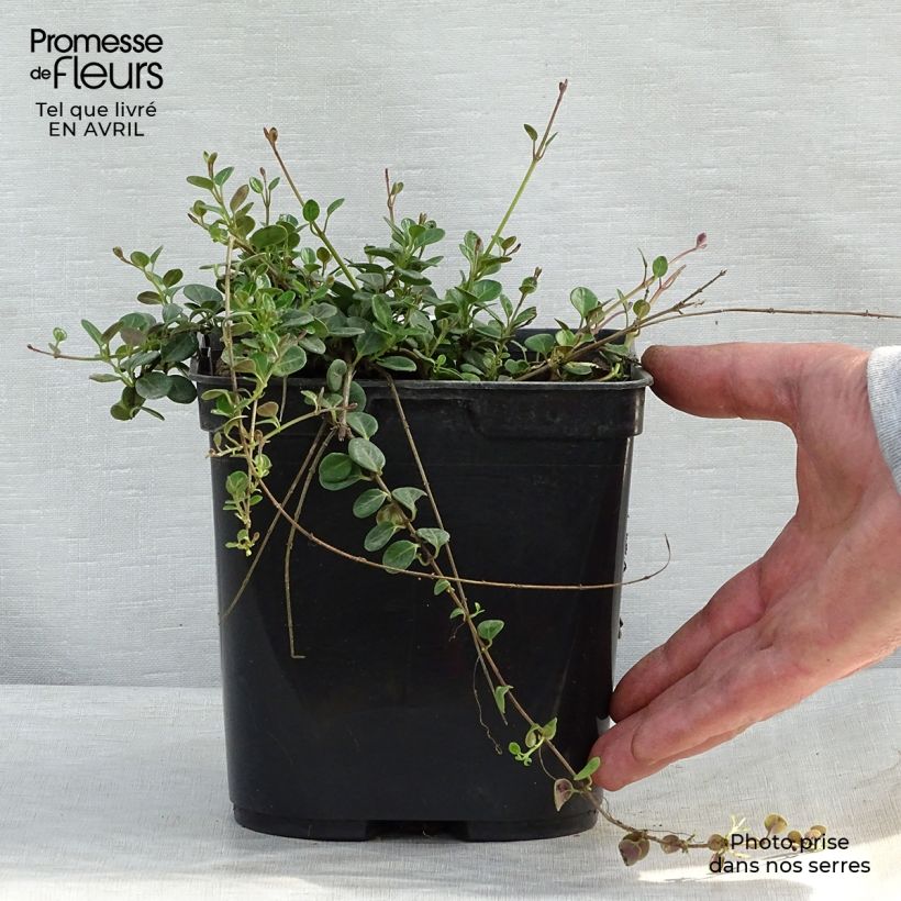 Example of Lonicera crassifolia Little Honey - Caprifoglio Vaso da 2L/3L as you get in printemps