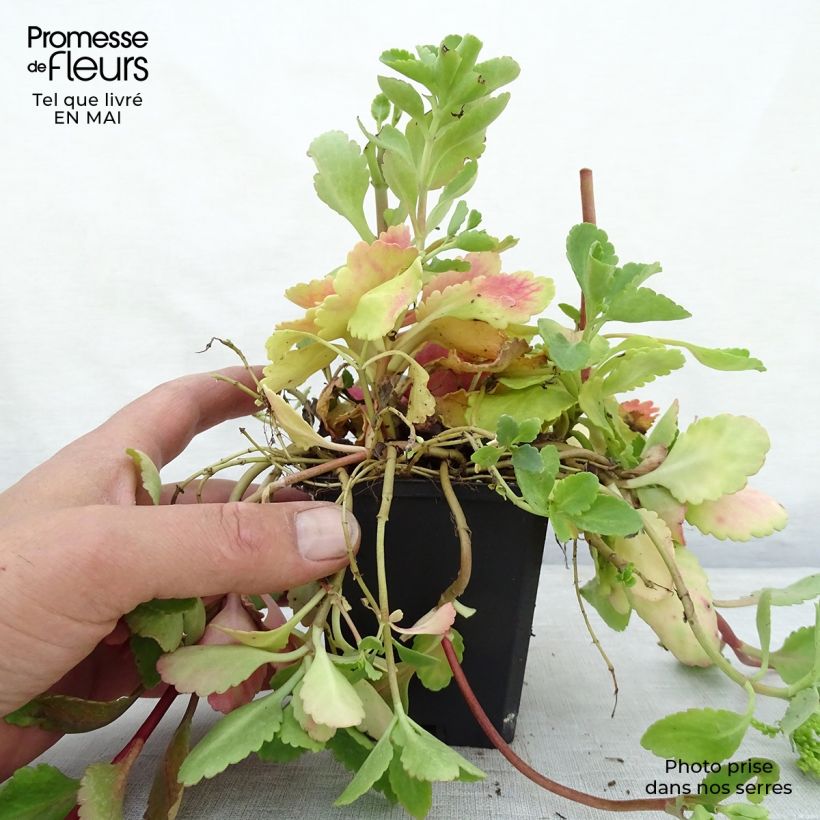 Example of Chiastophyllum oppositifolium Vasetto da 8/9 cm as you get in printemps