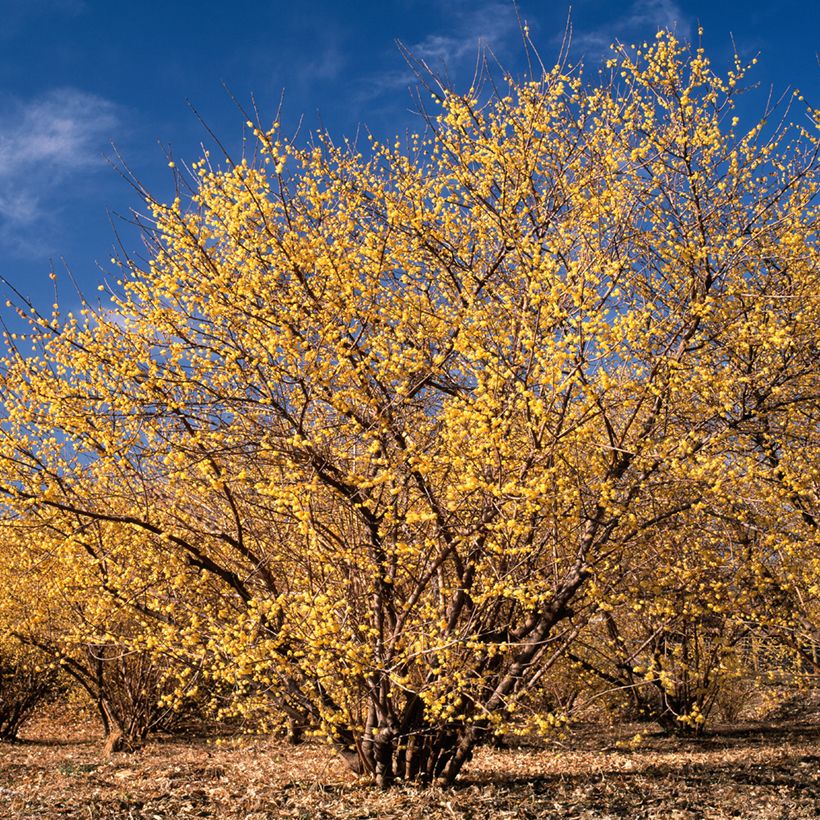 Chimonanthus praecox - Calicanto d'inverno (Porto)