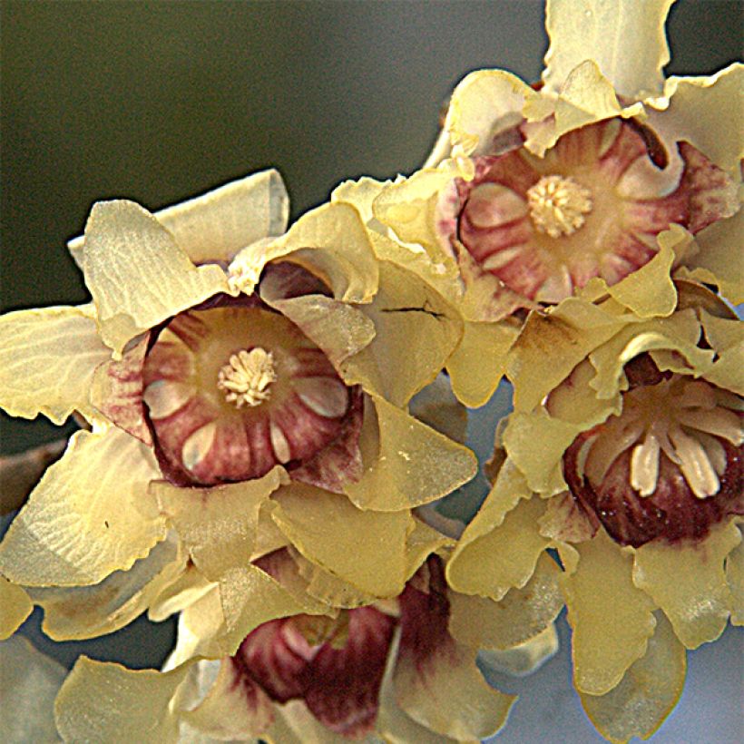 Chimonanthus praecox Grandiflorus - Calicanto d'inverno (Flowering)