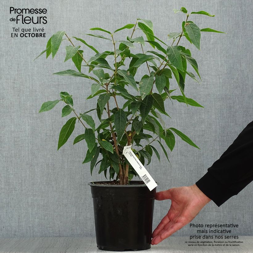 Esemplare di Chimonanthus praecox Grandiflorus - Calicanto d'inverno Vaso da 4L/5L, A cespuglio come consegnato in autunno