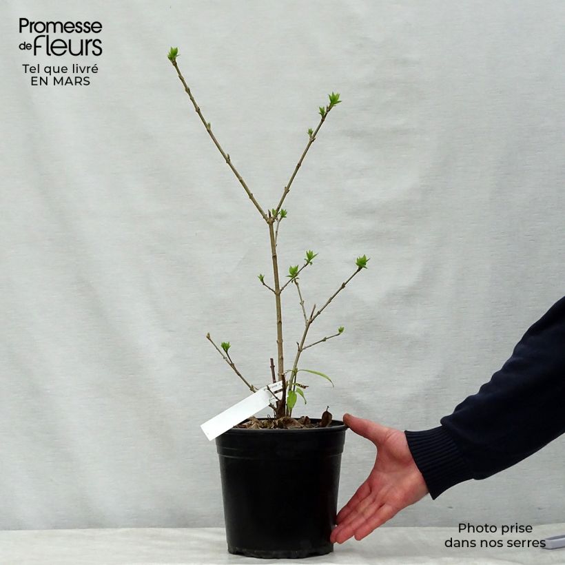 Example of Chimonanthus praecox Grandiflorus - Calicanto d'inverno Vaso da 4L/5L, A cespuglio as you get in printemps