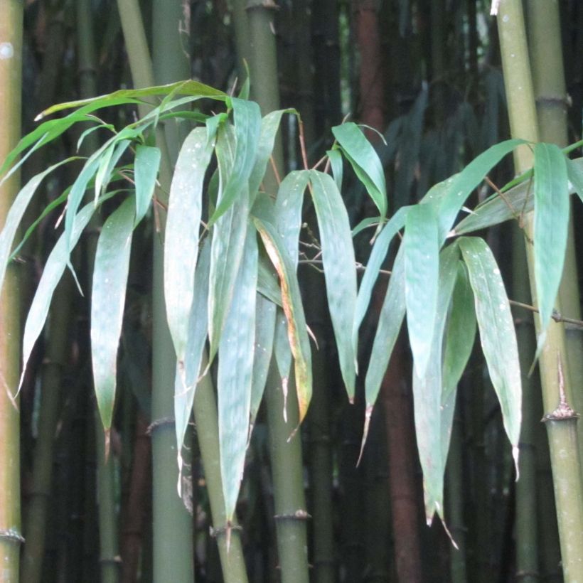 Chimonobambusa quadrangularis - Bambù (Foliage)