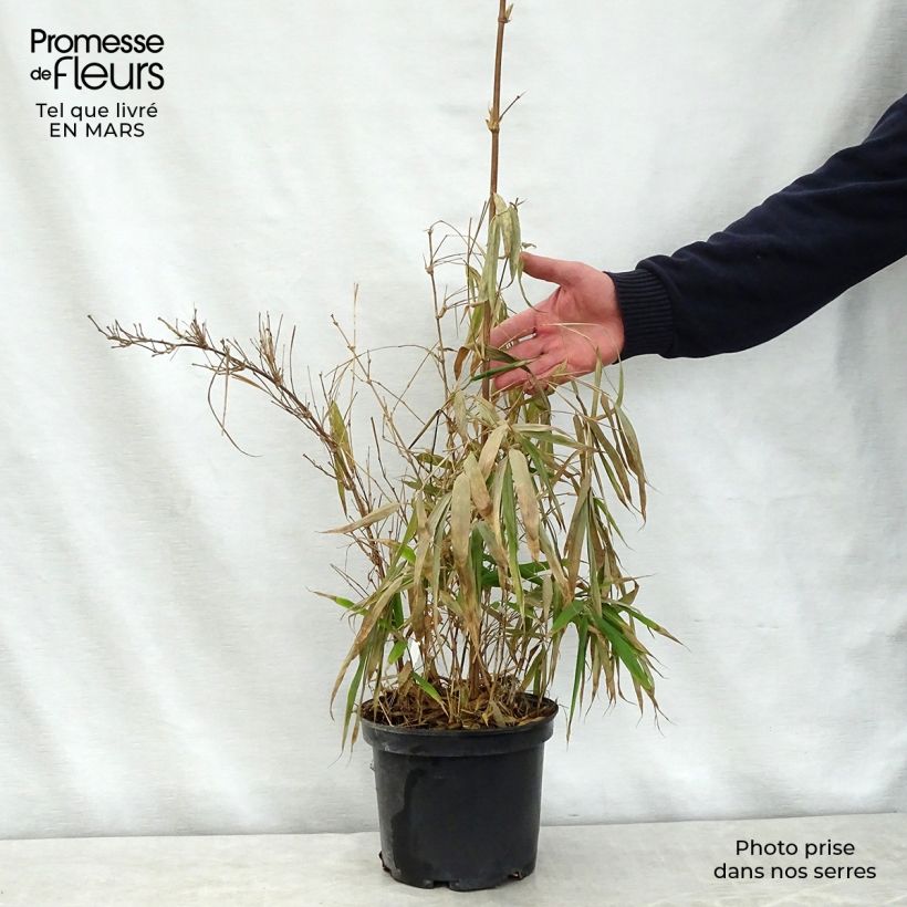 Example of Chimonobambusa quadrangularis - Bambù Vaso da 4L/5L as you get in printemps