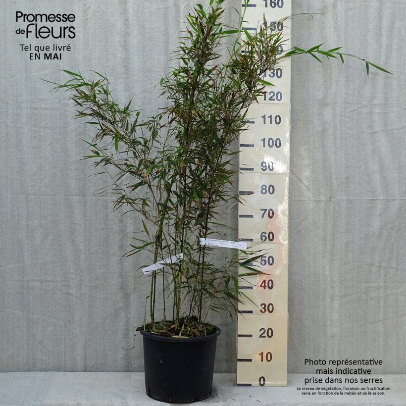 Example of Chimonobambusa tumidissinoda Macrophylla - Bambù Vaso da 12L/15L as you get in printemps