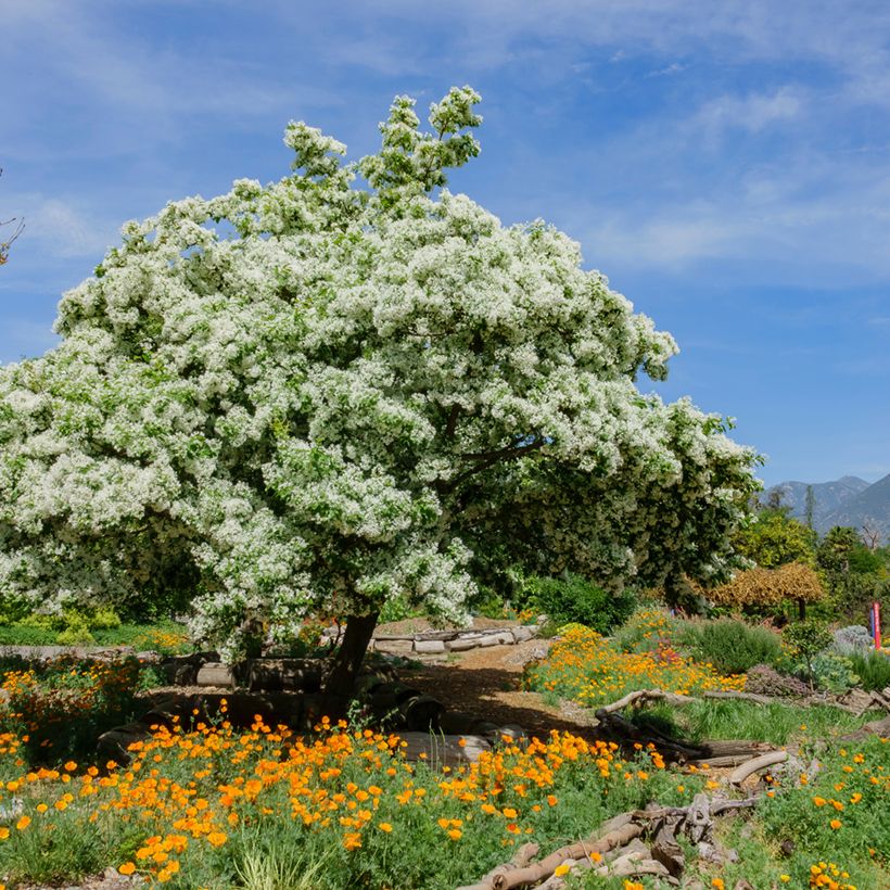 Chionanthus virginicus - Albero della neve (Porto)