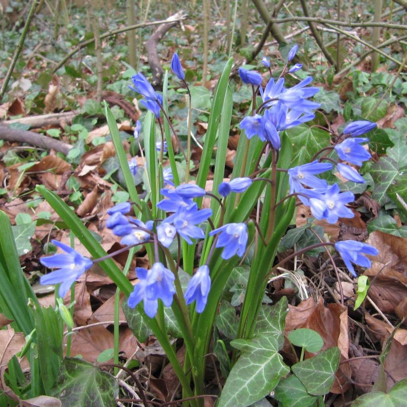 Chionodoxa forbesii - Gloria della Neve (Plant habit)