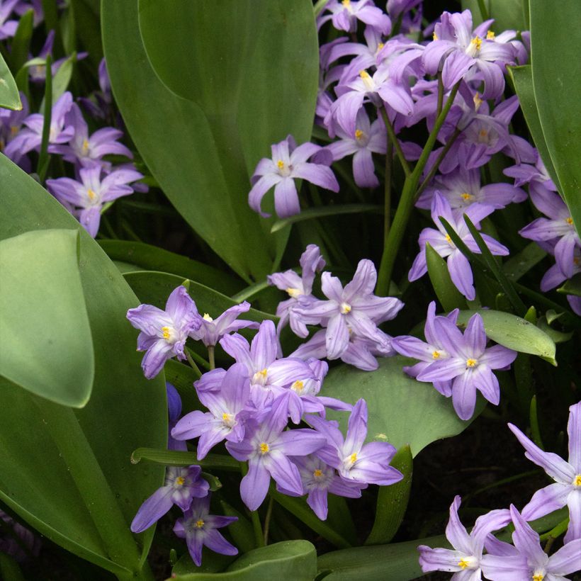 Chionodoxa forbesii Violet Beauty - Gloria della Neve (Porto)