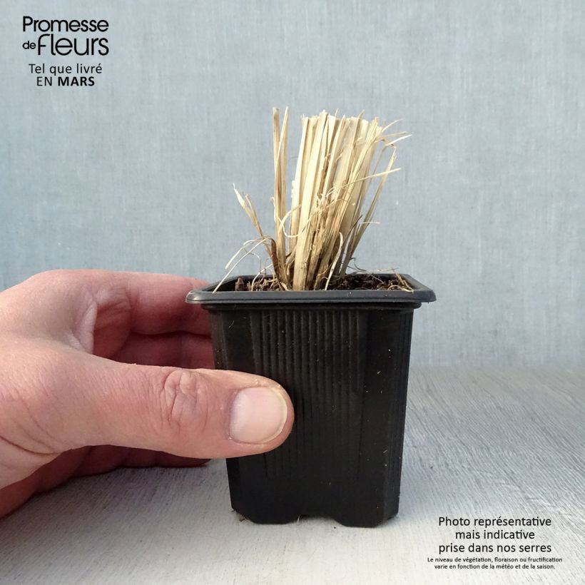 Example of Chloris virgata Vasetto da 8/9 cm as you get in printemps