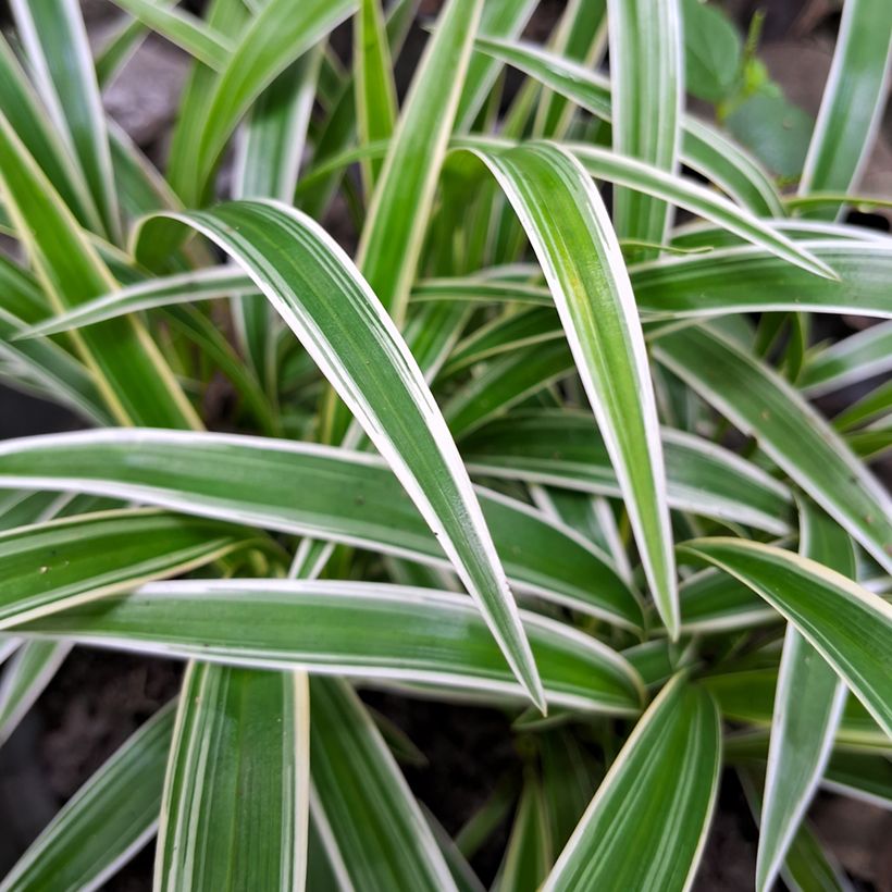 Chlorophytum Irish (Fogliame)
