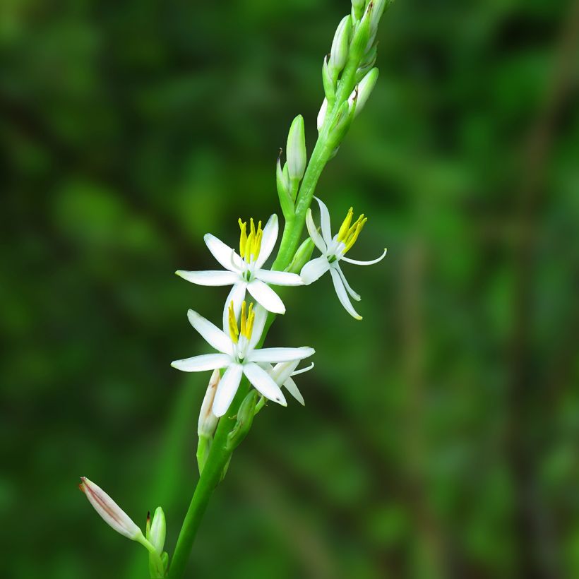 Chlorophytum nepalense (Fioritura)