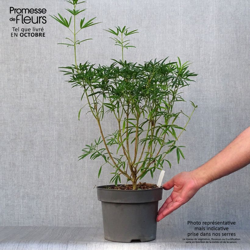 Esemplare di Choisya Aztec Pearl - Arancio messicano Vaso da 4L/5L come consegnato in autunno