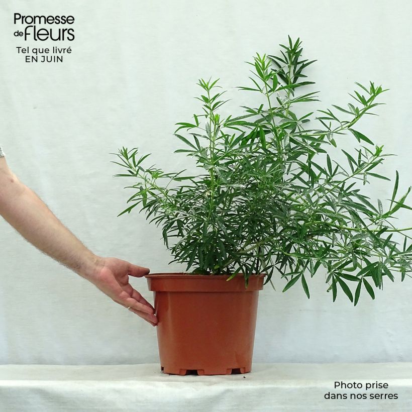 Esemplare di Choisya Aztec Pearl - Arancio messicano Vaso da 7,5L/10L consegnato in estate