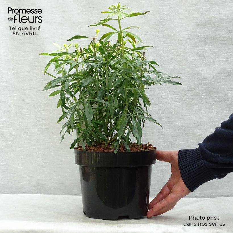 Example of Choisya ternata Goldfinger - Arancio messicano Vaso da 3L/4L as you get in printemps