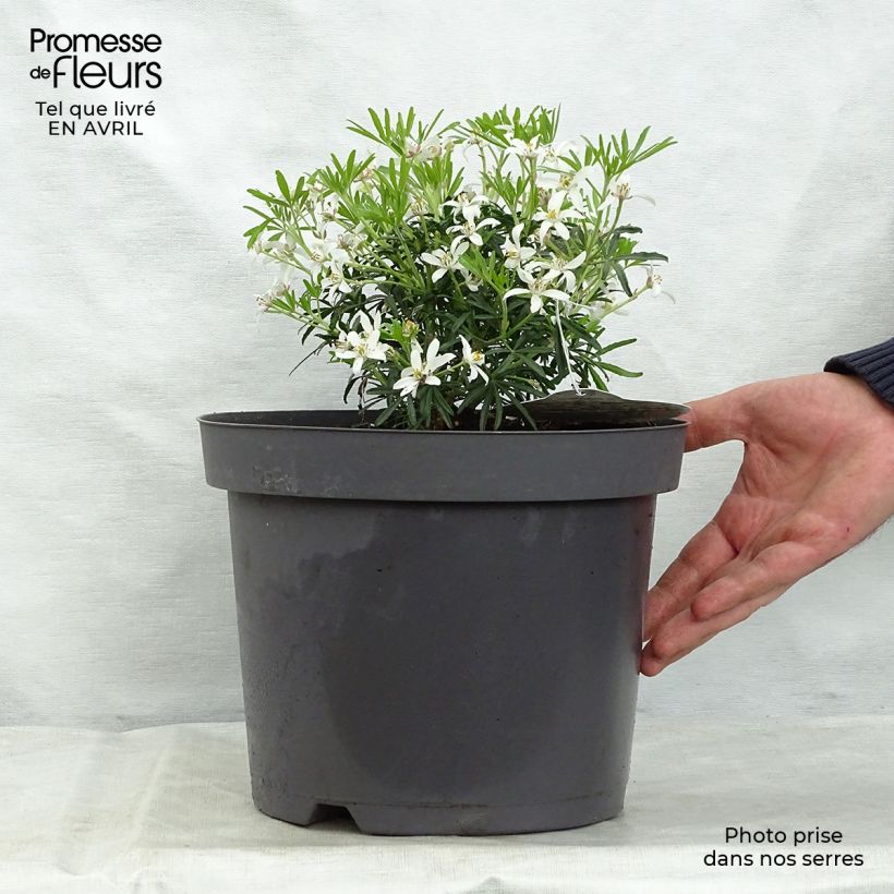 Example of Choisya White Dazzler - Arancio messicano Vaso da 7,5L/10L as you get in printemps