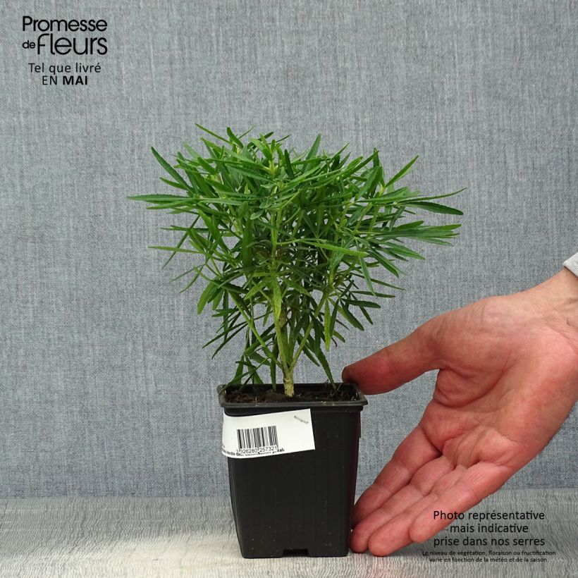 Choisya Little Bee - Arancio messicano Vasetto da 8/9 cm esemplare consegnato in primavera