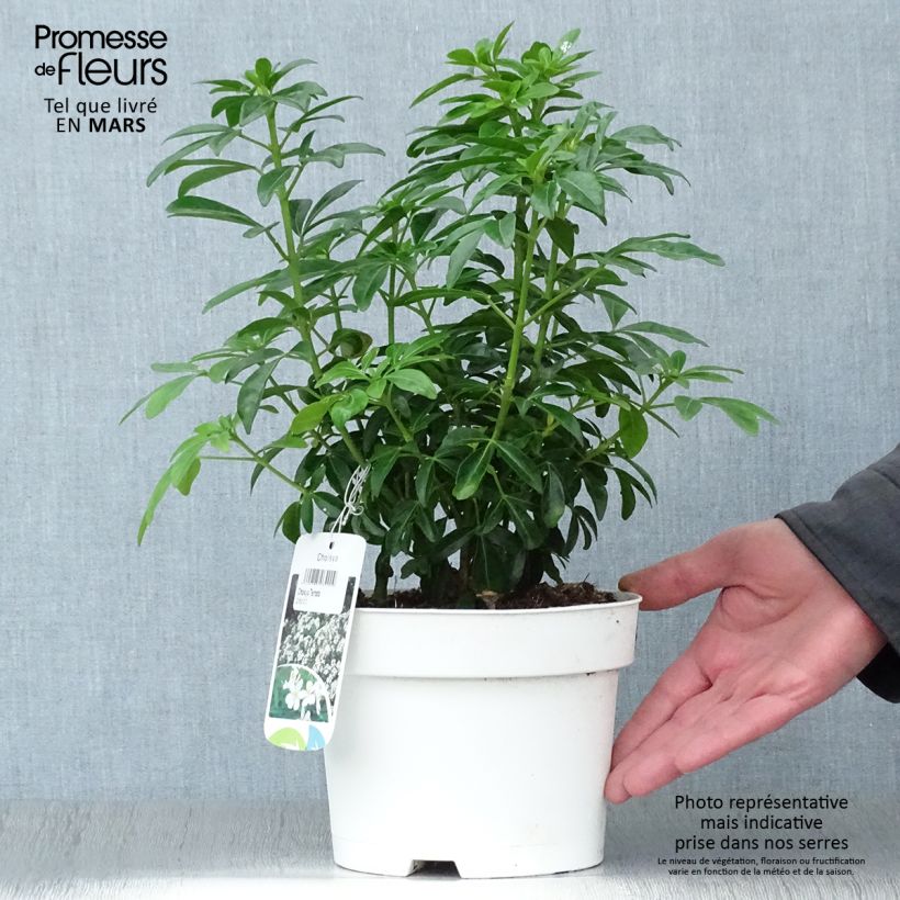 Choisya ternata - Arancio messicano Vaso da 2L/3L esemplare consegnato in primavera