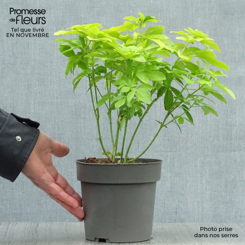 Esemplare di Choisya ternata Sundance - Arancio messicano Vaso da 2L/3L come consegnato in autunno