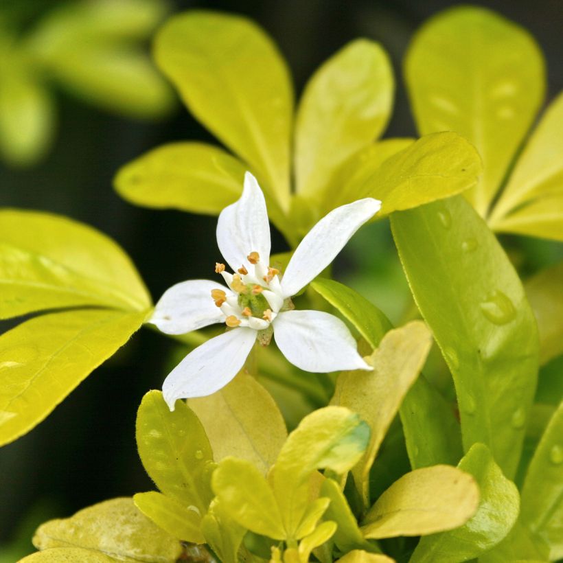 Choisya ternata Sundance - Arancio messicano (Fioritura)