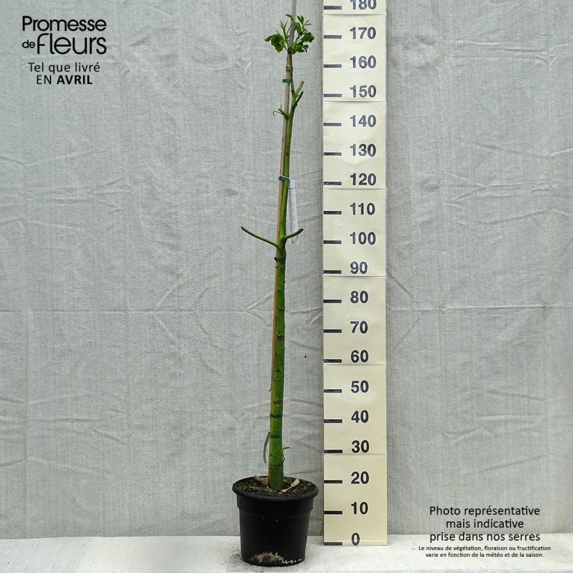 Example of Ceiba speciosa Vaso da 7,5L/10L as you get in printemps