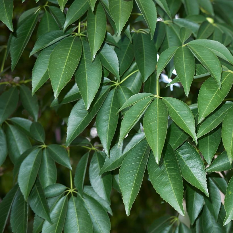 Ceiba speciosa (Foliage)