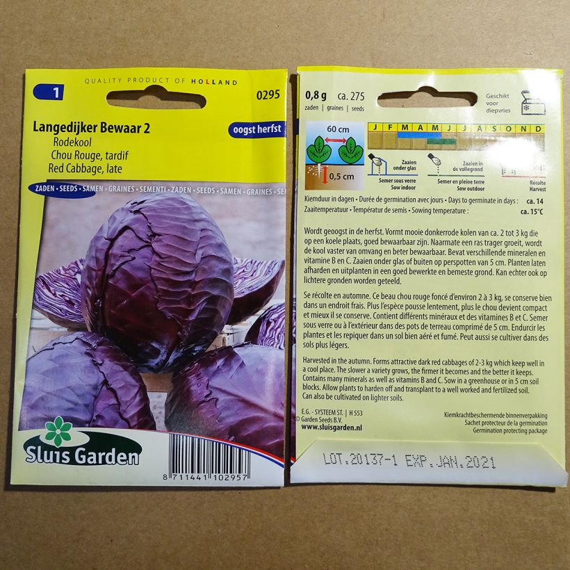 Esempio di esemplare Cavolo cappuccio rubra Langedijker Bewaar 2 sacchetto di 275 semi circa come consegnato