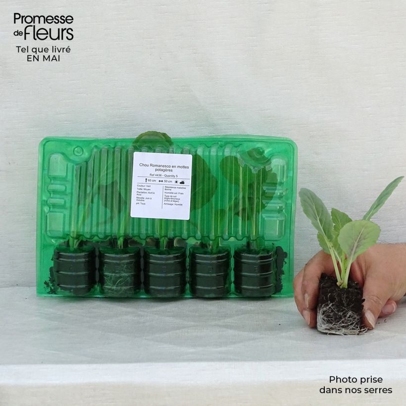 Example of Cavolo romanesco Romanesco zolla 4 cm x 4,5 cm as you get in printemps