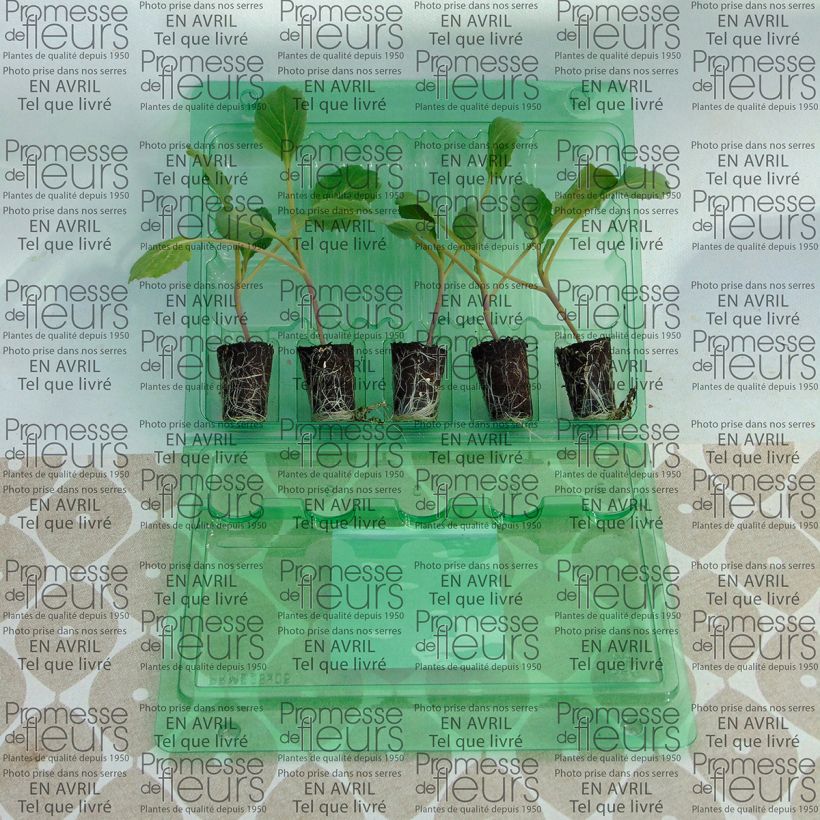 Example of Cavolo cappuccio Tête de Pierre F1 (piante) mini zolla... as you get