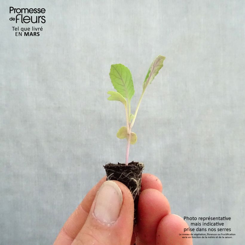 Example of Cavolo a punta Chana F1 Mini zolla Ø 1,5/2,5 cm as you get in printemps