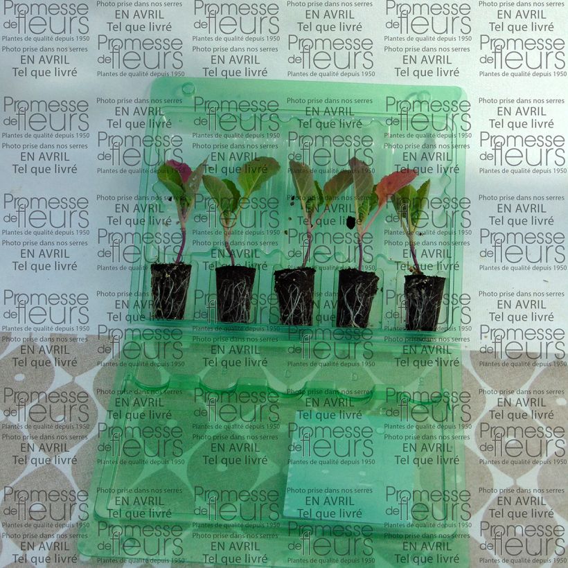 Example of Cavolini di Bruxelles Bright F1 (piante) mini zolla... as you get