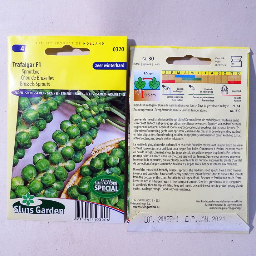 Esempio di esemplare Cavolini di Bruxelles Trafalgar F1 sacchetto di 30 semi circa come consegnato