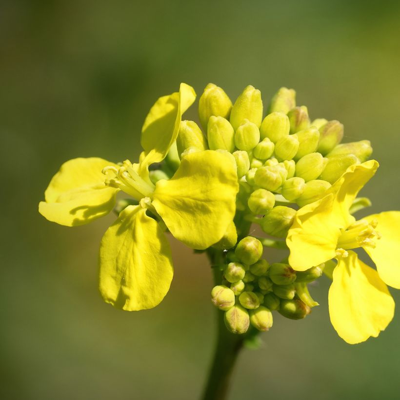 Cavolo cinese Tsoi Sim Choy Sum (Fioritura)