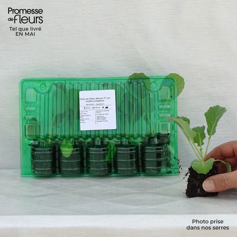 Example of Cavolo verza Manon F1 zolla 4 cm x 4,5 cm as you get in printemps