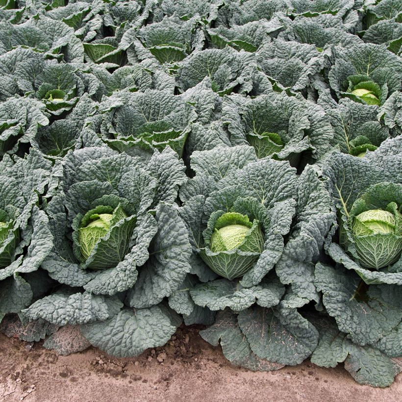 Cavolo verza d'Aubervilliers (Plant habit)