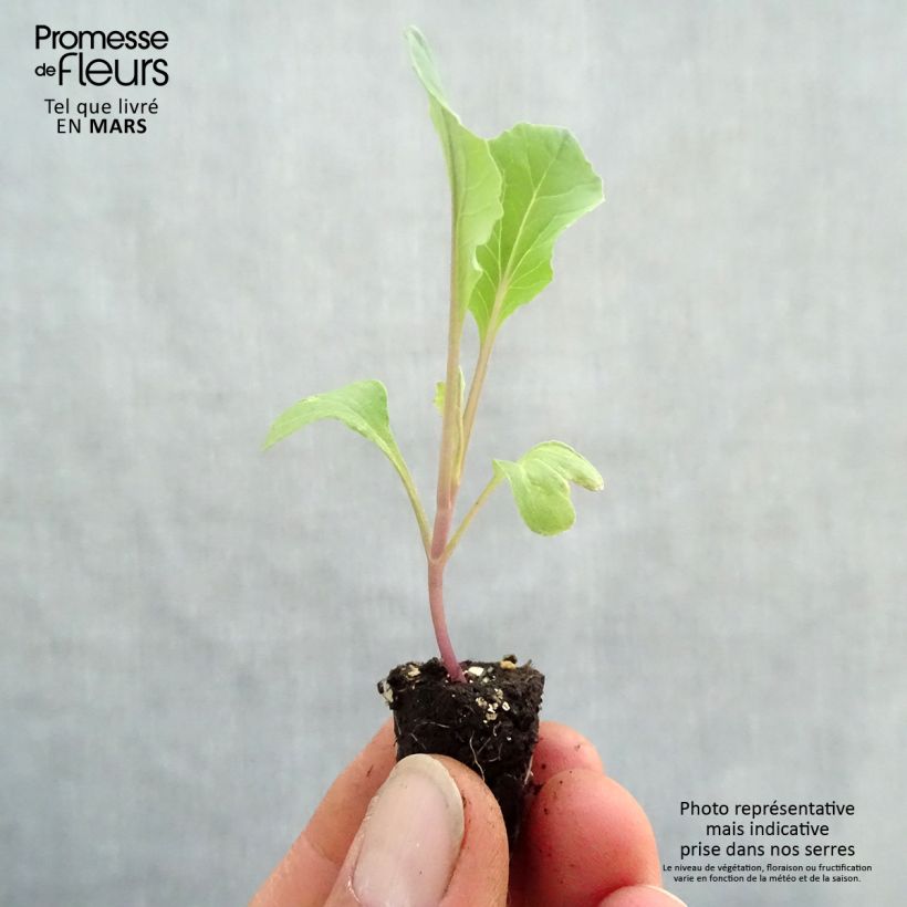 Cavolfiore Thabor Bio Mini zolla Ø 1,5/2,5 cm esemplare consegnato in primavera