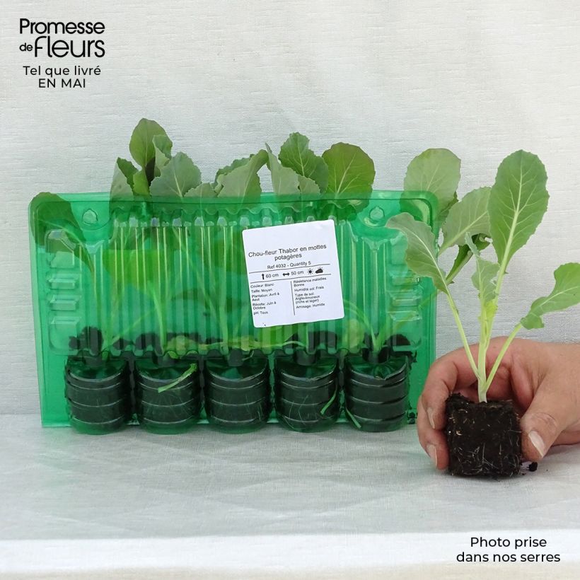 Cavolfiore Thabor zolla 4 cm x 4,5 cm esemplare consegnato in primavera