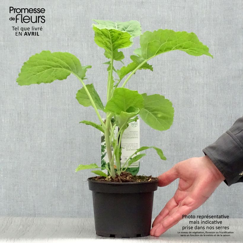 Example of Cavolo perenne ramosa Daubenton Vaso da 1,5L/2L as you get in printemps